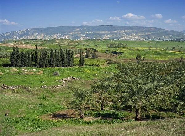 Palm trees and fields in the Jordan Valley, with hills in background, near Gesher