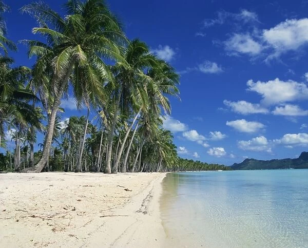 Palm trees fringe the tropical beach and sea on Bora Bora (Borabora)