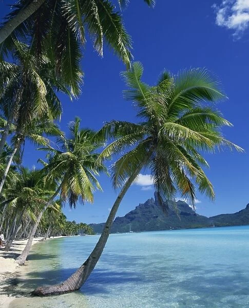 Palm trees fringe the tropical beach and sea on Bora Bora (Borabora)