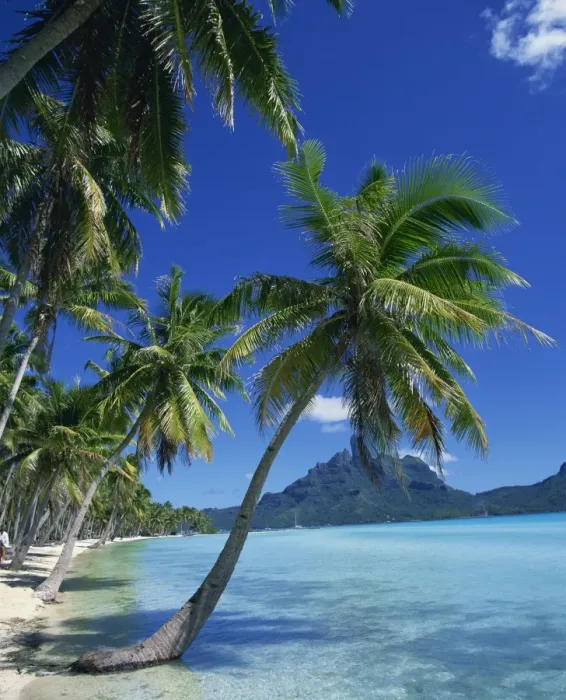 Framed Print : Palm trees fringe the tropical beach and sea on Bora Bora (Borabora) Framed Print : Palm trees fringe the tropical beach and sea on Bora Bora (Borabora)