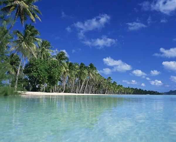 Palm trees fringe the tropical beach and turquoise sea on Bora Bora