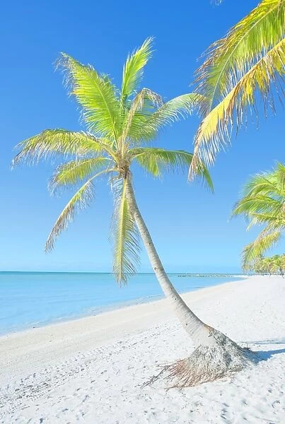 Palm trees on George Smathers Beach, Key West, Florida, United States of America