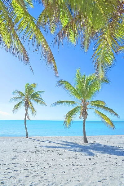 Palm trees on George Smathers Beach, Key West, Florida, United States of America