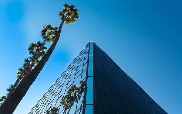 Palm trees and glass building, worm s-eye view, Hollywood, Los Angeles, California