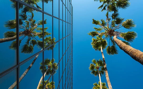 Palm trees and glass building, worm s-eye view, Hollywood, Los Angeles, California