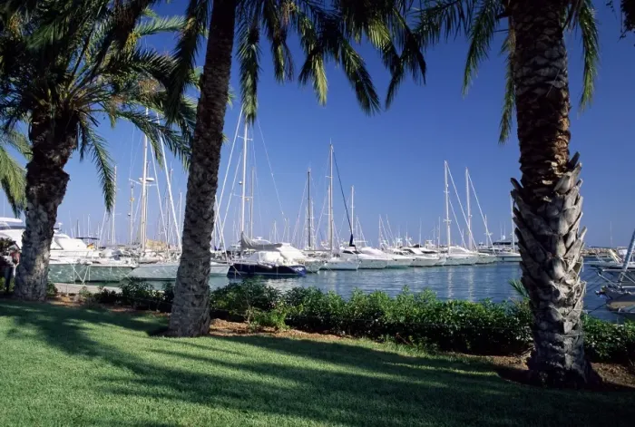 Framed Print : Palm trees and harbour Framed Print : Palm trees and harbour
