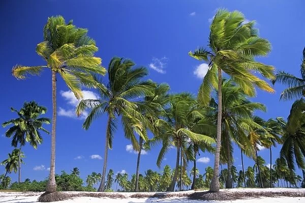 Palm trees, Jambiani, island of Zanzibar, Tanzania, East Africa, Africa