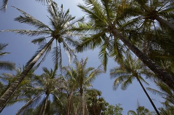 Palm trees at Kata