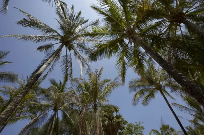 Framed Print : Palm trees at Kata Framed Print : Palm trees at Kata