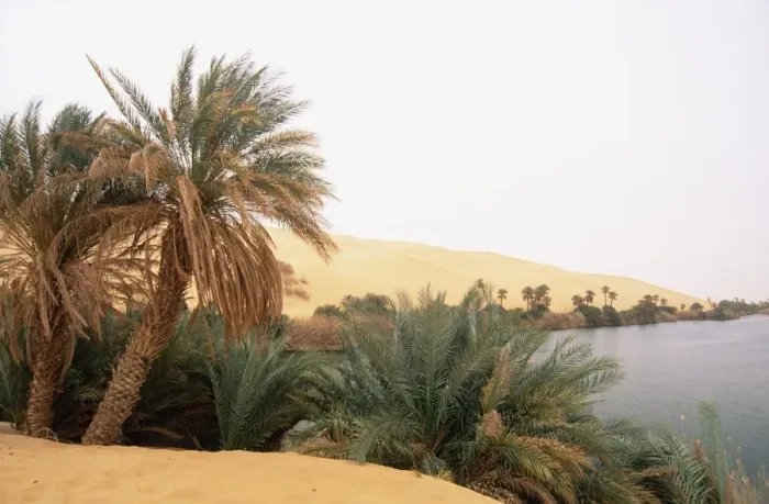 Framed Print : Palm trees and lake Framed Print : Palm trees and lake