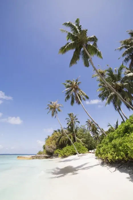 Framed Print : Palm trees lean over white sand, under a blue sky, on Bandos Island in The Maldives Framed Print : Palm trees lean over white sand, under a blue sky, on Bandos Island in The Maldives