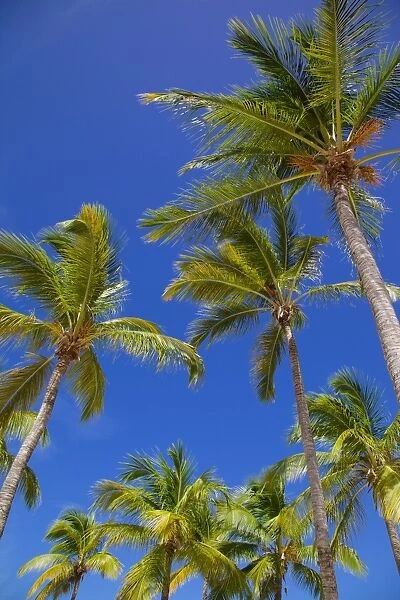 Palm trees, Long Bay, Antigua, Leeward Islands, West Indies, Caribbean, Central America