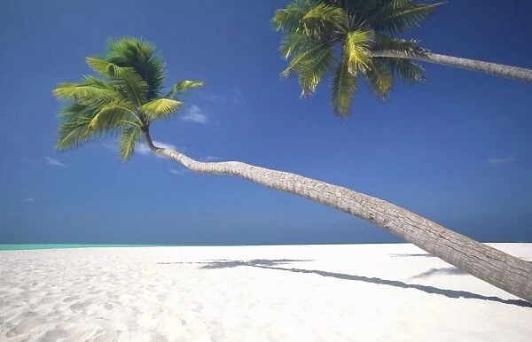 Palm trees, Maldives, Indian Ocean, Asia