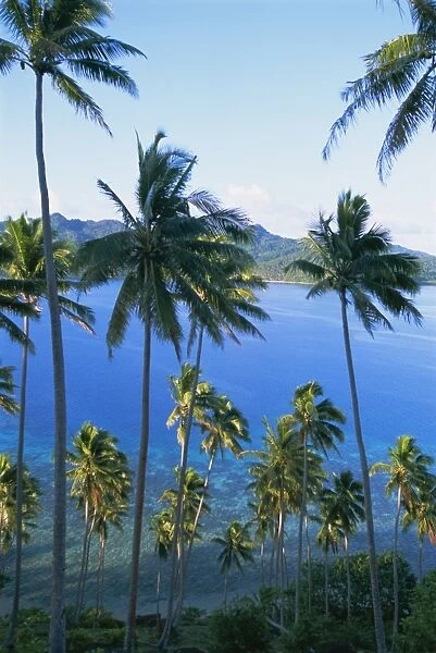 Palm trees at Matangi island, Qamea island in background, Fiji, South Pacific islands