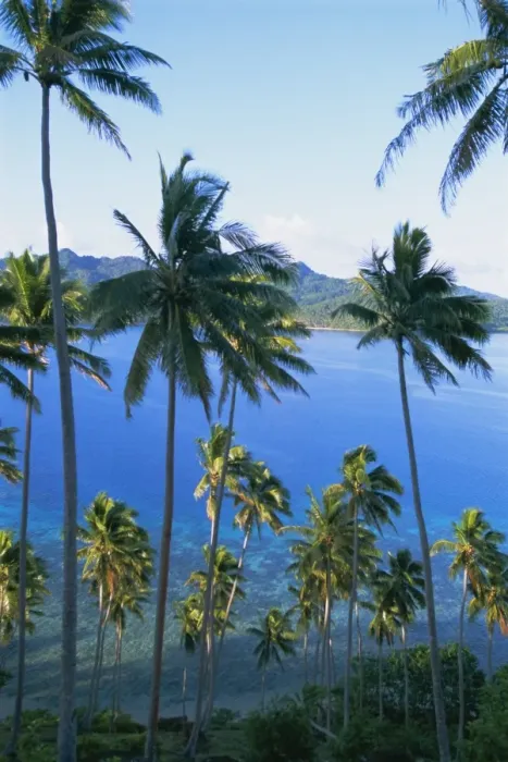 Framed Print : Palm trees at Matangi island, Qamea island in background, Fiji, South Pacific islands Framed Print : Palm trees at Matangi island, Qamea island in background, Fiji, South Pacific islands
