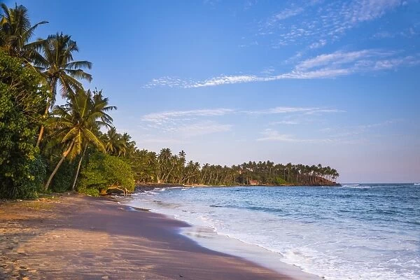 Palm trees, Mirissa Beach, South Coast, Southern Province, Sri Lanka, Asia