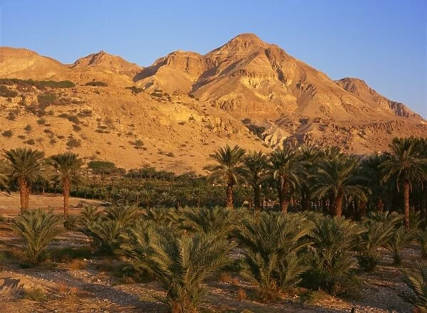 Palm trees and Mount Ishai at Ein Gedi in the Dead Sea area of Israel, Middle East