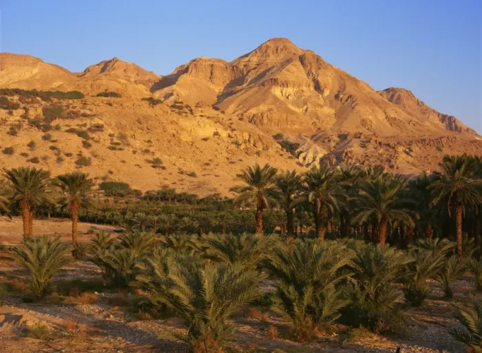 Framed Print : Palm trees and Mount Ishai at Ein Gedi in the Dead Sea area of Israel, Middle East Framed Print : Palm trees and Mount Ishai at Ein Gedi in the Dead Sea area of Israel, Middle East