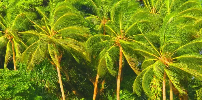 Framed Print : Palm trees, near Nadi, Viti Levu, Fiji, South Pacific Framed Print : Palm trees, near Nadi, Viti Levu, Fiji, South Pacific