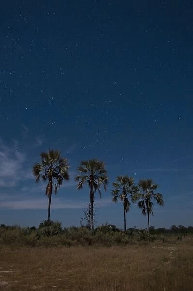 Palm trees by night, Okavango Delta, Botswana, Africa
