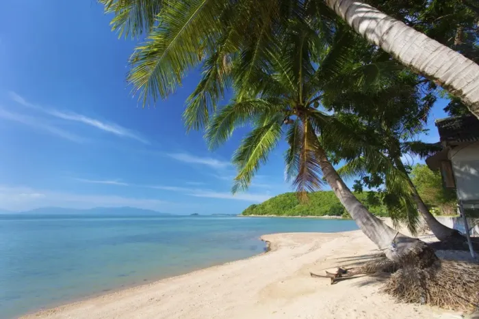 Framed Print : Palm trees overhanging Bangrak Beach, Koh Samui, Thailand, Southeast Asia, Asia