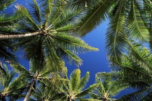 Palm trees, Palm Cove, Queensland, Australia, Pacific