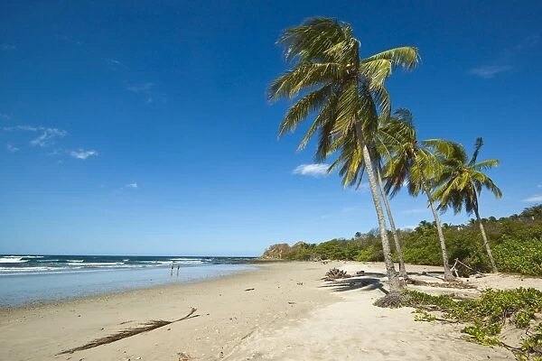 Palm trees on Playa Guiones beach, Nosara, Nicoya Peninsula, Guanacaste Province
