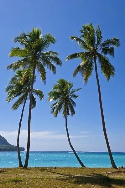 Palm trees, Port Orly, Island of Espiritu Santo, Vanuatu, South Pacific, Pacific