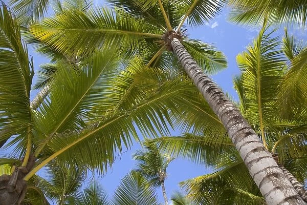 Palm trees, Punta Cana, Dominican Republic, West Indies, Caribbean, Central America