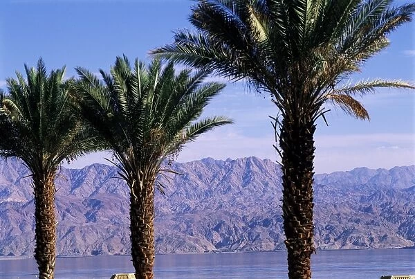 Palm trees and Red Sea