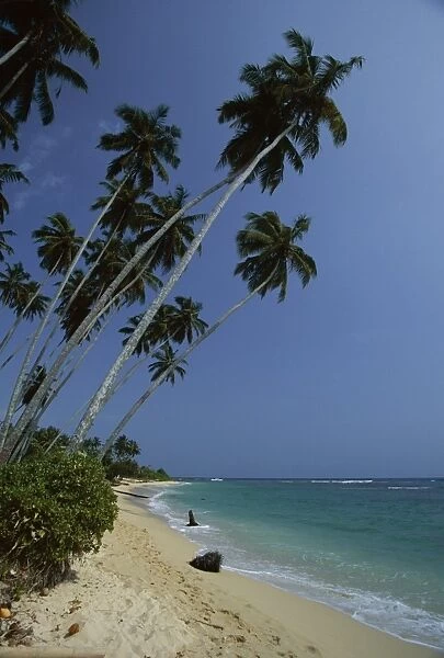 Palm trees and sandy beach on the south coast