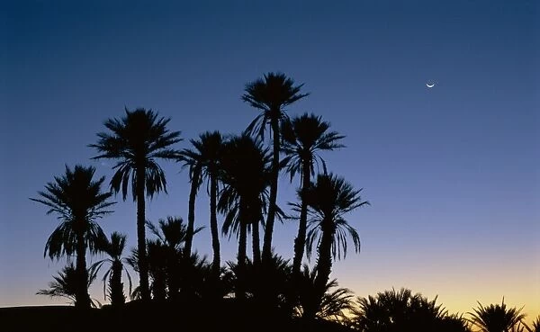Palm trees in silhouette at dawn