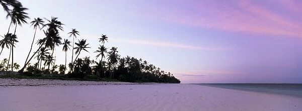 Palm trees in silhouette near Bweju, island of Zanzibar, Tanzania, East Africa, Africa
