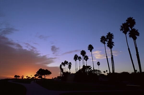 Palm trees in silhouette in park on bluff overlooking