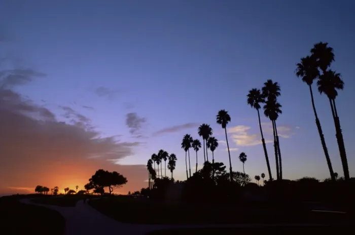 Framed Print : Palm trees in silhouette in park on bluff overlooking Framed Print : Palm trees in silhouette in park on bluff overlooking