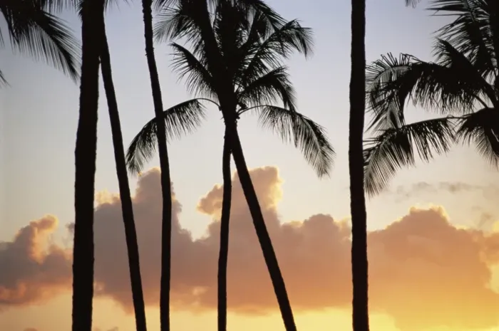 Framed Print : Palm trees silhouetted against clouds and sunset Framed Print : Palm trees silhouetted against clouds and sunset