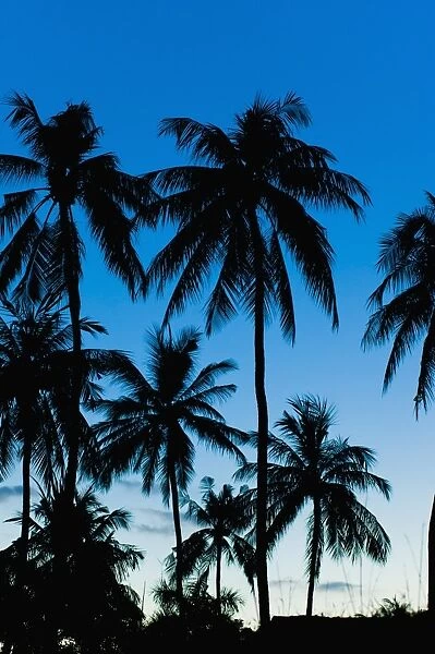 Palm trees silhouetted at night, Sengiggi Beach, Lombok, Indonesia, Southeast Asia, Asia