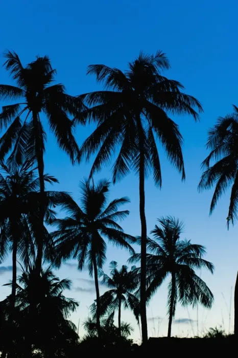 Framed Print : Palm trees silhouetted at night, Sengiggi Beach, Lombok, Indonesia, Southeast Asia, Asia Framed Print : Palm trees silhouetted at night, Sengiggi Beach, Lombok, Indonesia, Southeast Asia, Asia