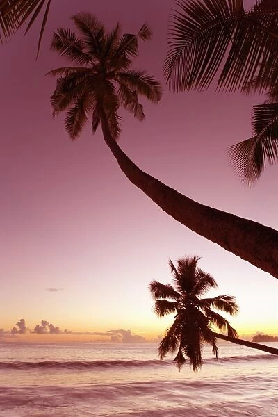 Palm trees silhouetted against pink evening sky, Anse Takamaka, Takamaka district
