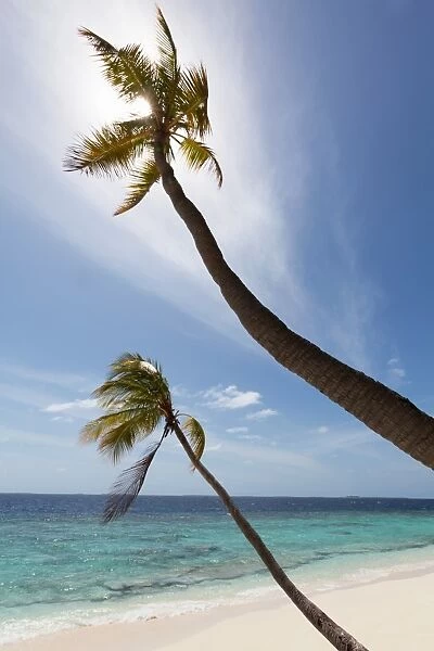 Two palm trees silhouetted against the sky on a deserted beach on an island in the Northern Huvadhu Atoll, Maldives, Indian Ocean, Asia