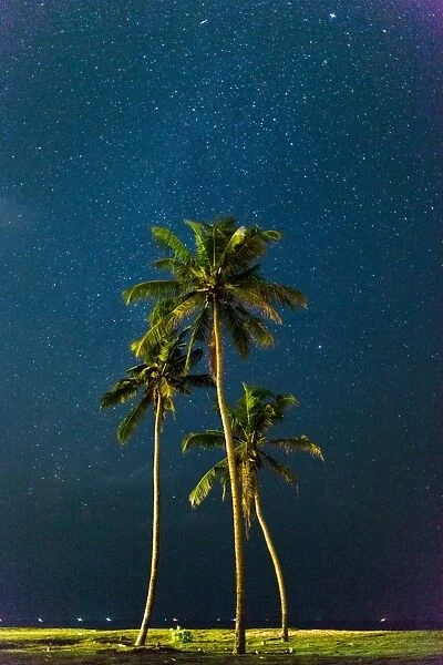 Palm trees under stars, Sri Lanka, Asia