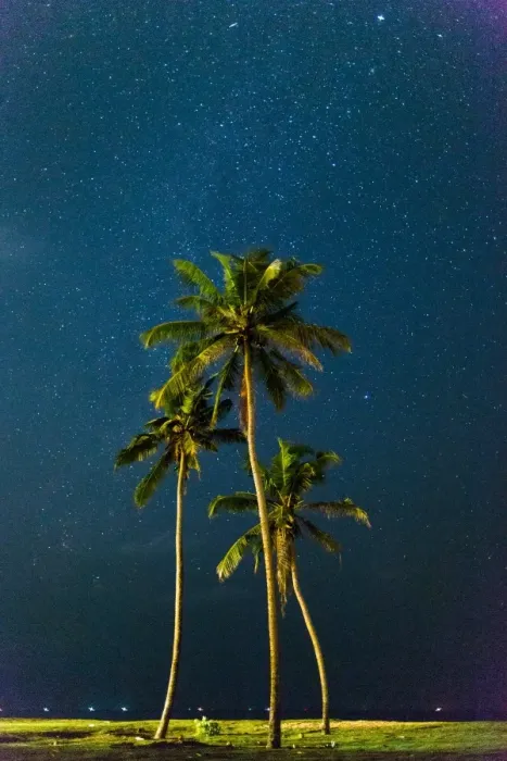 Framed Print : Palm trees under stars, Sri Lanka, Asia Framed Print : Palm trees under stars, Sri Lanka, Asia