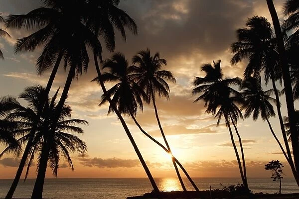 Palm trees at sunset, Dominican Republic, West Indies, Caribbean, Central America