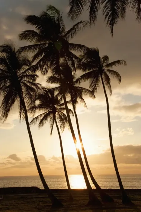 Framed Print : Palm trees at sunset, Dominican Republic, West Indies, Caribbean, Central America Framed Print : Palm trees at sunset, Dominican Republic, West Indies, Caribbean, Central America