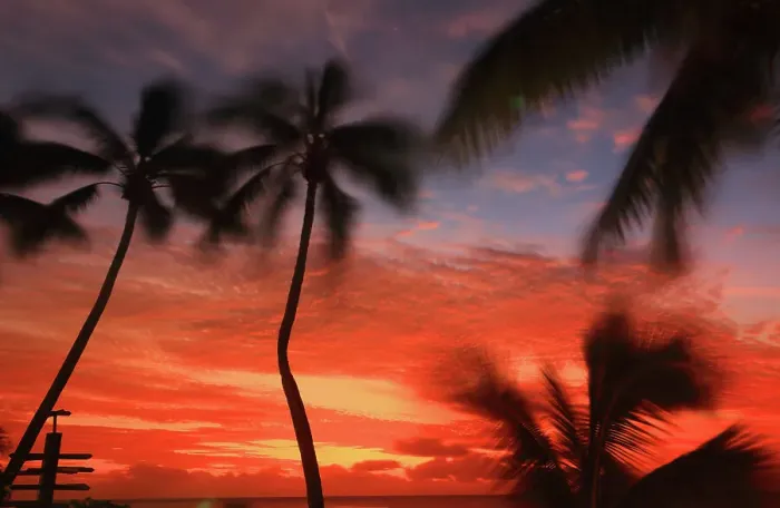 Framed Print : Palm trees and sunset, Edgewater Resort, Rarotonga, Cook Islands, South Pacific, Pacific Framed Print : Palm trees and sunset, Edgewater Resort, Rarotonga, Cook Islands, South Pacific, Pacific