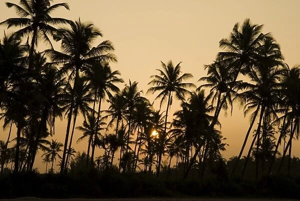 Palm trees at sunset, Goa, India, Asia