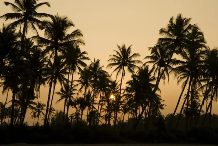 Framed Print : Palm trees at sunset, Goa, India, Asia Framed Print : Palm trees at sunset, Goa, India, Asia
