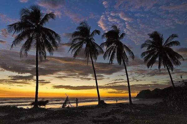 Palm trees at sunset on Playa Guiones surfing beach, Nosara, Nicoya Peninsula, Guanacaste Province, Costa Rica, Central America