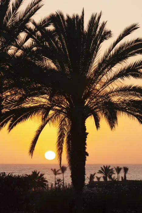 Framed Print : Palm trees at sunset, Playa de Los Amadores, Gran Canaria, Canary Islands, Spain, Atlantic, Europe Framed Print : Palm trees at sunset, Playa de Los Amadores, Gran Canaria, Canary Islands, Spain, Atlantic, Europe