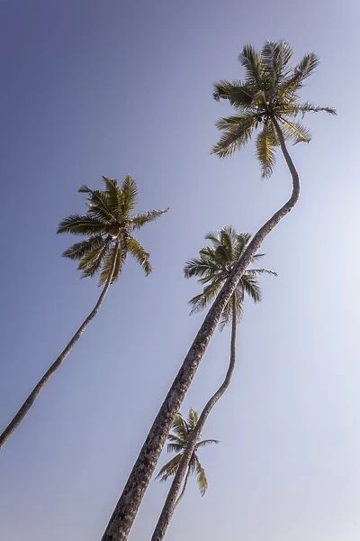 Palm trees, Talpe, Sri Lanka, Asia
